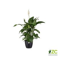 Obal Brussels Classic - antracit 16 cm 