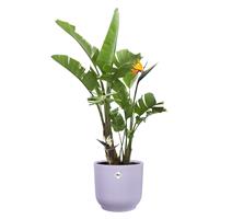 Obal Vibes Fold - soft lilac 30 cm