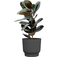 Obal Palma Florus - anthracite 18 cm