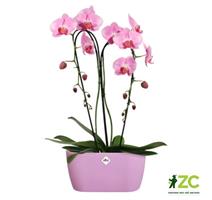 Obal Brussels Orchid Duo - vivid violet 25 cm 
