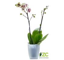 Obal Brussels Orchid High - transparent 12,5 cm
