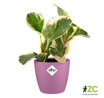 Obal Brussels Classic - vivid violet 7 cm