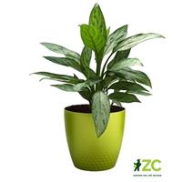 Obal Perla - zelená perleť 14 cm