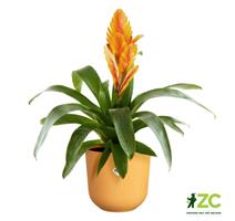 Obal Jazz - amber yellow 14 cm 