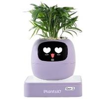 PLANTSIO Ivy 2 gen. fialový 