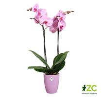 Obal Brussels Orchid High - vivid violet 12,5 cm