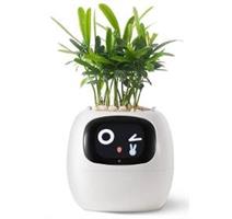 PLANTSIO Ivy bílý 