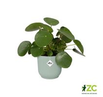 Obal Vibes Fold - sorbet green 16 cm 