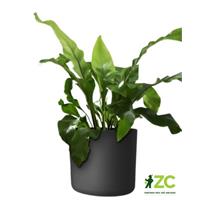 Obal Lora - antracit 22 cm