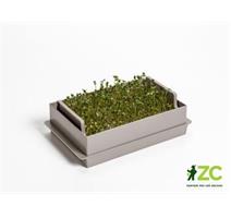 Microgreens Economy - taupe