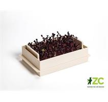 Microgreens Economy - slonová kost