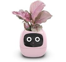 PLANTSIO Ivy růžový 