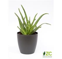 Obal Perla - antracit 21 cm