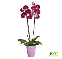 Obal Brussels Diamond Orchid High - vivid violet 12,5 cm