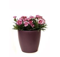 Obal Perla - vínová 21 cm