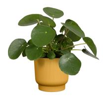 Obal Palma Florus - mustard 16 cm