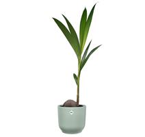 Obal Vibes Fold - sorbet green 22 cm