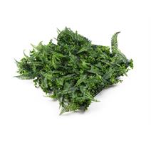 G21 Umělá zelená stěna G21 Listo Ferns, 50x50 cm