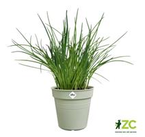 Květináč Green Basics - stone green 21 cm 