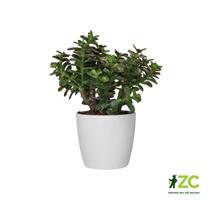 Obal Brussels Classic - white 30 cm 