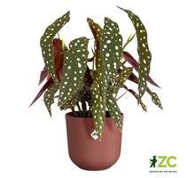 Obal Jazz - tuscan red 14 cm 
