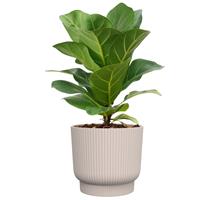 Obal Palma Florus - warm taupe 16 cm