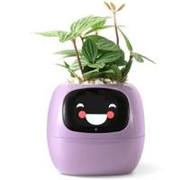 PLANTSIO Ivy fialový 