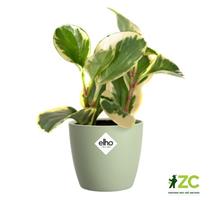 Obal Brussels Classic - sorbet green 9,5 cm