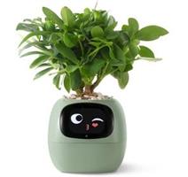 PLANTSIO Ivy zelený 