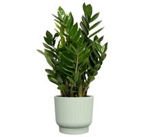 Obal Palma Florus - mintgreen 14 cm