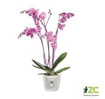 Obal Brussels Orchid - transparent 12,5 cm