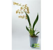 Obal Ola - průsvitná kouřová 13 cm