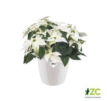 Obal Brussels Diamond - white 18 cm 