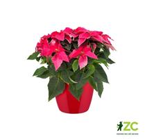 Obal Brussels Diamond - lovely red 20 cm