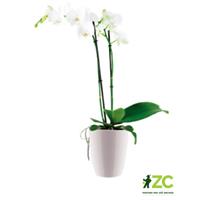 Obal Brussels Orchid High - white 12,5 cm 