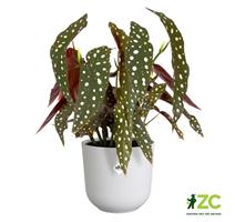 Obal Jazz - silky white 14 cm 